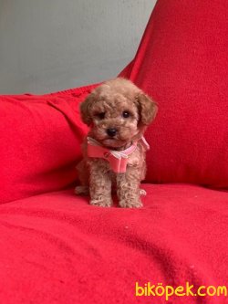 SAFKAN TOY POODLE YAVRULARIMIZ 4