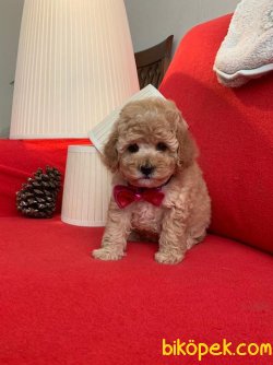 SAFKAN TOY POODLE YAVRULARIMIZ 1