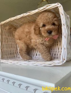 SAFKAN TOY POODLE YAVRULARIMIZ 3