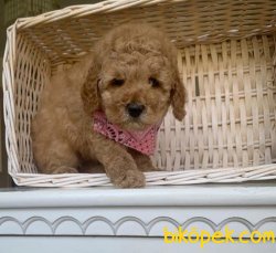 SAFKAN TOY POODLE YAVRULARIMIZ 4