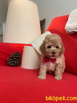 SAFKAN TOY POODLE YAVRULARIMIZ 2