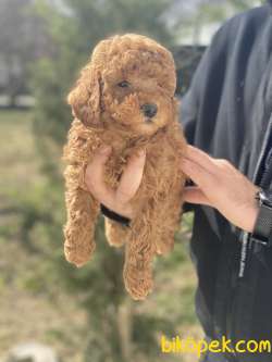 SAFKAN TOY POODLE YAVRULARIMIZ 2
