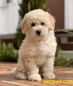 Safkan Toy Poodle Yavrularımız 1