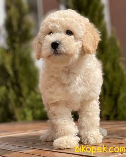 Safkan Toy Poodle Yavrularımız 2