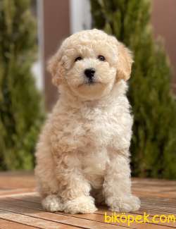 Safkan Toy Poodle Yavrularımız 4