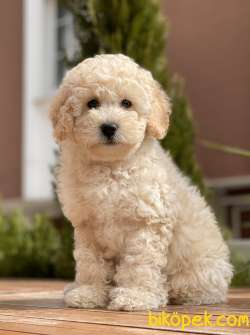 Safkan Toy Poodle Yavrularımız 3