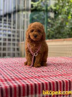 Safkan Toy Poodle Yavrularımız 3