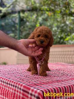 Safkan Toy Poodle Yavrularımız 4