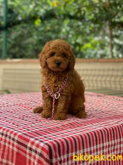 Safkan Toy Poodle Yavrularımız 2