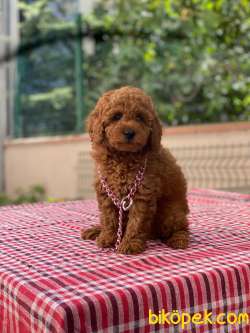 Safkan Toy Poodle Yavrularımız 1