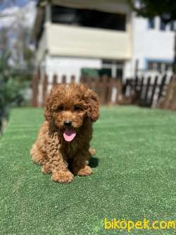 Safkan Toy Poodle Yavrularimiz 3