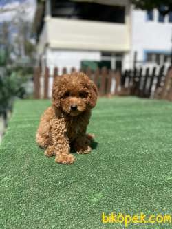 Safkan Toy Poodle Yavrularimiz 1