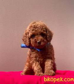 Safkan Toy Poodle Yavrularımız 3