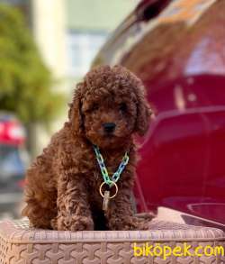 Safkan Toy Poodle Yavrularımız