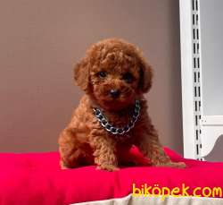 Safkan Toy Poodle Yavrularımız 4