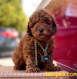 Safkan Toy Poodle Yavrularımız 2