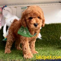 Safkan Toy Poodle Yavrularımız 2
