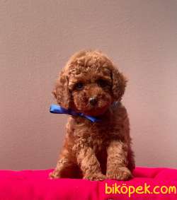 Safkan Toy Poodle Yavrularımız 4