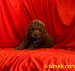 Safkan Toy Poodle Yavrularımız 4