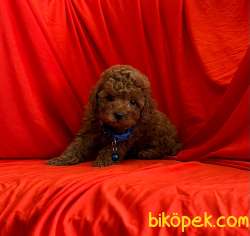 Safkan Toy Poodle Yavrularımız 2