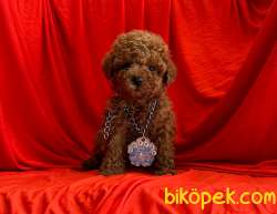 Safkan Toy Poodle Yavrularımız