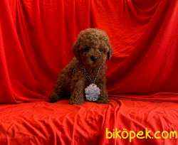 Safkan Toy Poodle Yavrularımız 3