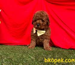 Safkan Toy Poodle Yavrularımız 3