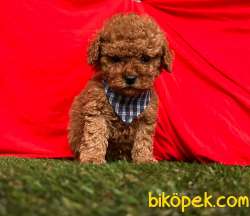 Safkan Toy Poodle Yavrularımız 4