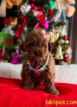 Safkan Toy Poodle Yavrularımız 2