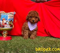 Safkan Toy Poodle Yavrularımız