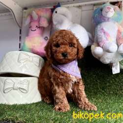 Safkan Toy Poodle Yavrularımız 2