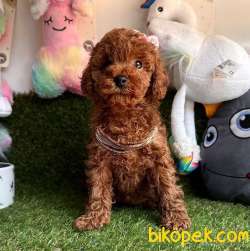 Safkan Toy Poodle Yavrularımız 3