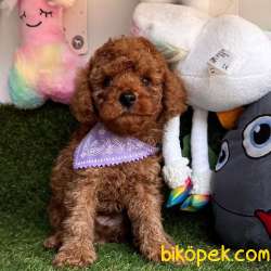 Safkan Toy Poodle Yavrularımız 4