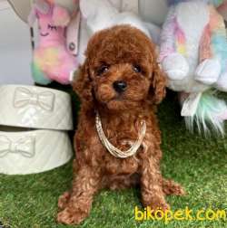 Safkan Toy Poodle Yavrularımız 5