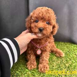 Safkan Toy Poodle Yavrularımız 3