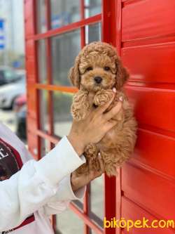 Safkan Toy Poodle Yavrularımız 2