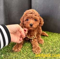 Safkan Toy Poodle Yavrularımız