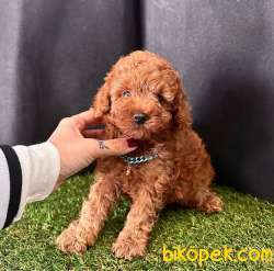 Safkan Toy Poodle Yavrularımız 4