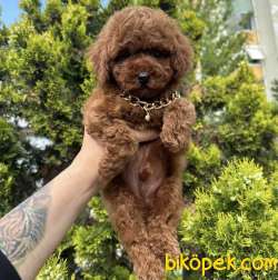 Safkan Toy Poodle Yavrularımız 4