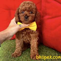 Safkan Toy Poodle Yavrularımız