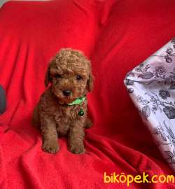 Safkan Toy Poodle Yavrularımız 3