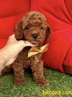 Safkan Toy Poodle Yavrularımız 2