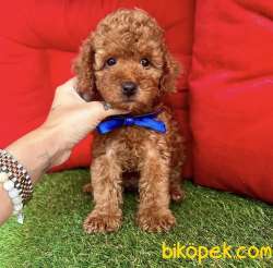 Safkan Toy Poodle Yavrularımız 4