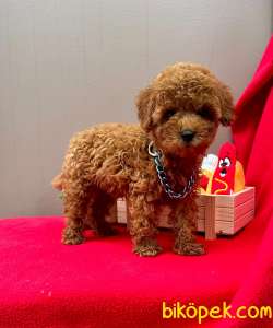 Safkan Toy Poodle Yavrularımız 5