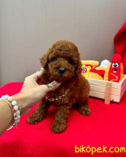 Safkan Toy Poodle Yavrularımız