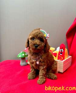 Safkan Toy Poodle Yavrularımız 3