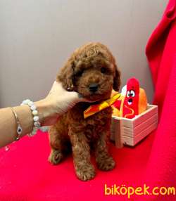 Safkan Toy Poodle Yavrularımız 4