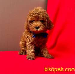 Safkan Toy Poodle Yavrularımız 2