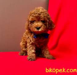 Safkan Toy Poodle Yavrularımız 4