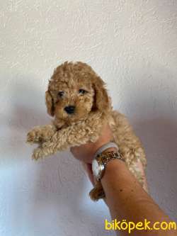 Safkan Toy Poodle Yavrularımız Dişi/erkek 4